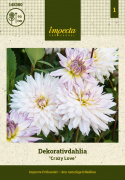 Dalia ozdobna ''Crazy Love'' 1 szt