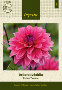 Dekoracyjna dalia 'Feline Yvonne', roślina o dobrze rozgałęzionym pokroju, doskonała do rabatki lub dużej donicy. Bardzo ładna do cięcia.