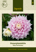 Dalia stołowa 'Gitts Perfection', podwójne kwiaty w zmieniających się delikatnych odcieniach różu z kremowo-białymi zakończeniami i środkiem płatków.