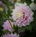 Dalia stołowa 'Gitts Perfection', podwójne kwiaty w zmieniających się delikatnych odcieniach różu z kremowo-białymi zakończeniami i środkiem płatków.