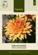 Dekoracyjna dalia ''Glorie van Noordwijk'' 1 szt