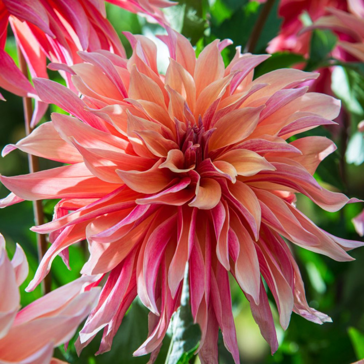 Dahlia na talerzu 'Labyrinth', pięknie skręcone, jasno morelowo-różowe płatki z malinowo-różowym spodem w przyjemnym kontraście.