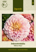 Dekoracyjna dalia ''Milena Fleur'' 1 szt