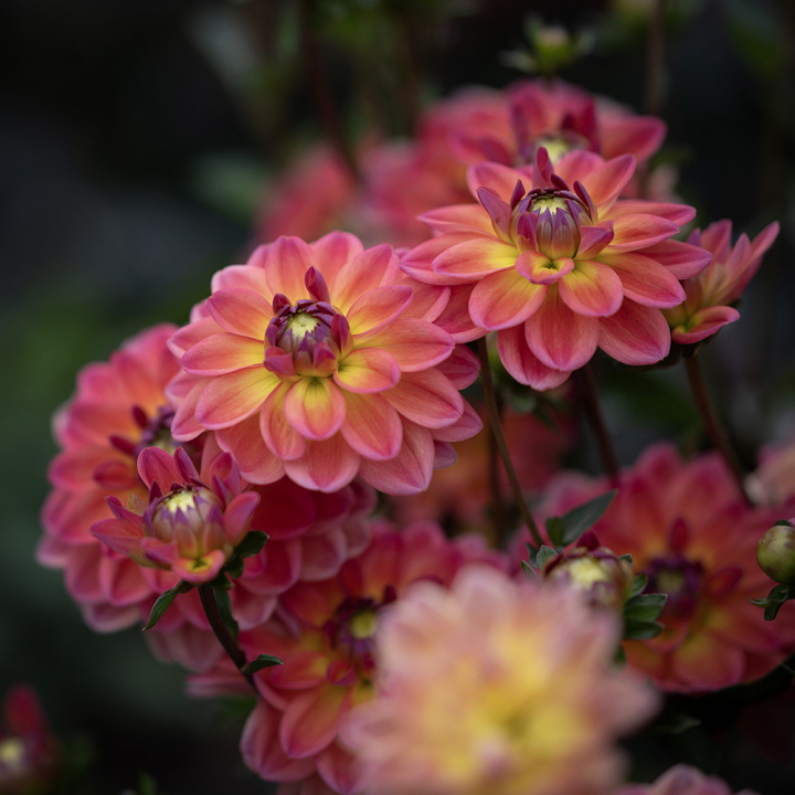 Dalia wodna ''Pacific View'' 1 szt