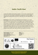 Dalia wodna ''Pacific View'' 1 szt