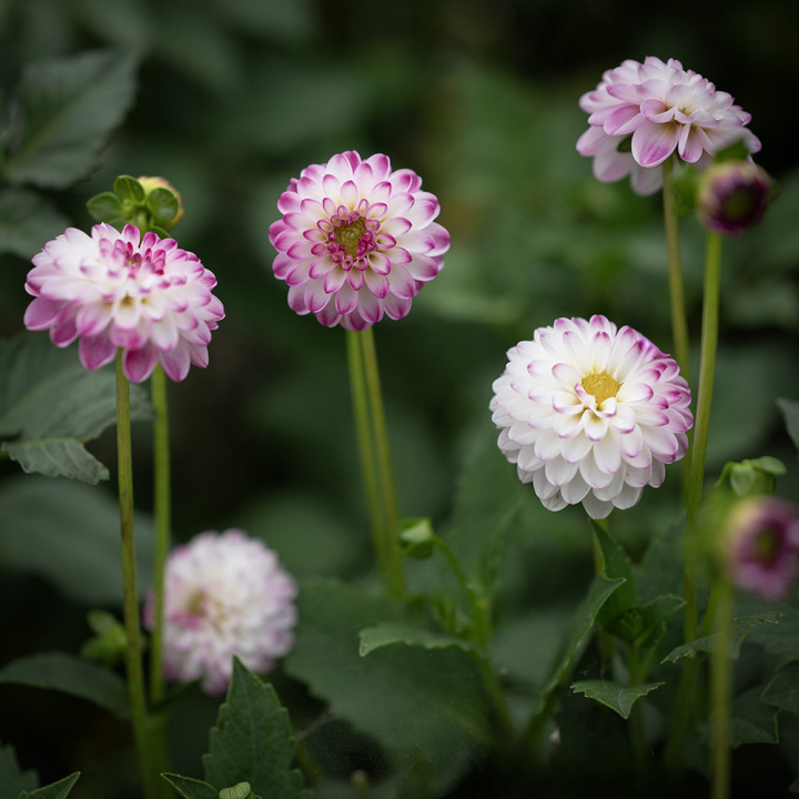 Dalia dekoracyjna ''Pink Isa'' 1 szt