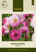 Dalia dekoracyjna ''Pink Isa'' 1 szt