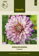 Dekoracyjna dalia ''Smokey'' 1 szt
