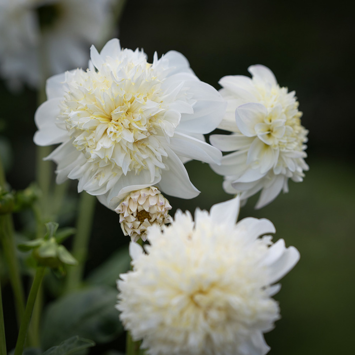 Anemondalia 'Zahra', kwiaty o średnicy około 10-15 cm, czysto białe z dużą i gęstą koroną środkową w kremowym odcieniu.