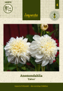 Anemondalia 'Zahra', kwiaty o średnicy około 10-15 cm, czysto białe z dużą i gęstą koroną środkową w kremowym odcieniu.
