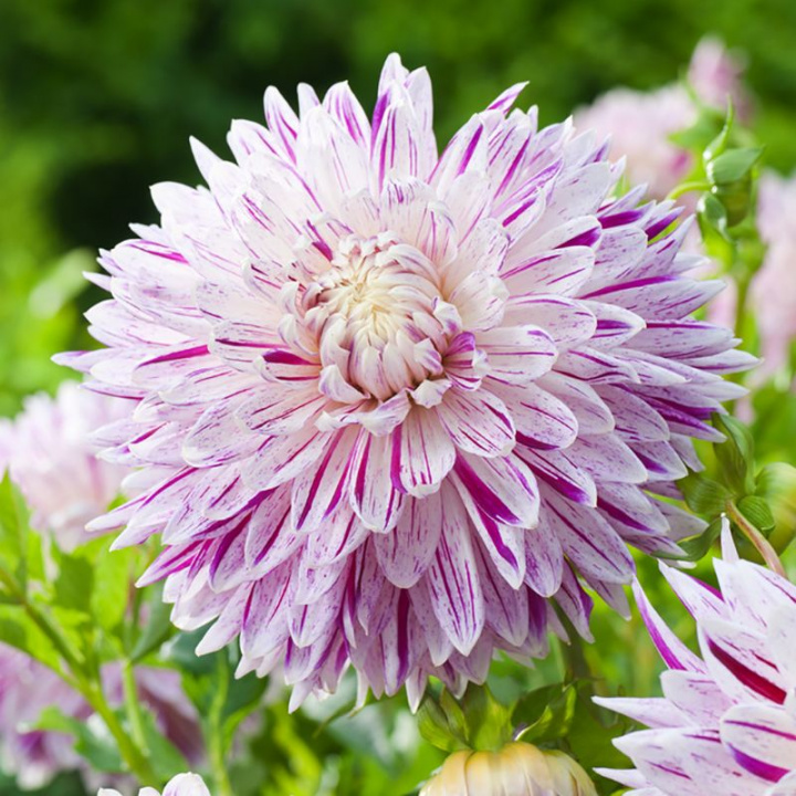 Dalia talerzowa „Avignon” 1 szt.