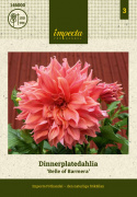 Dalia talerzowa ''Belle of Barmera'' 1 szt