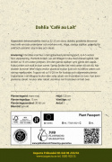 Dalia na talerzu ''Café au Lait'' 1 szt