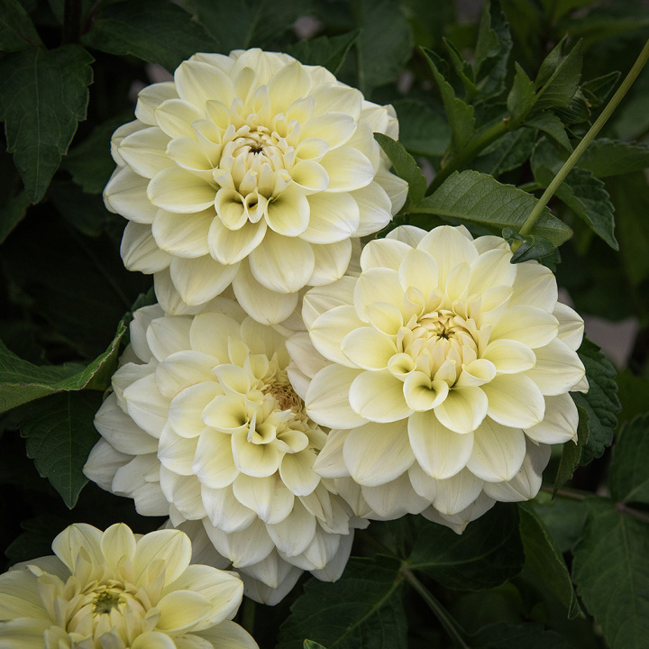 Dahlia ozdobna 'Caramel Antique', duże, pełne kwiaty w kremowym i delikatnym waniliowym żółtym kolorze na wysokich, mocnych łodygach