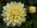 Dalia talerzowa ''Kelvin Floodlight'' 1 szt.