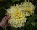 Dalia talerzowa ''Kelvin Floodlight'' 1 szt.