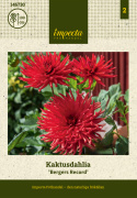 Kaktusdalia 'Bergers Record', podwójne, jaskrawoczerwone kwiaty. Charakterystyczne kwiaty o wąskich, spiczastych płatkach.