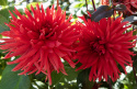 Kaktusdalia 'Bergers Record', podwójne, jaskrawoczerwone kwiaty. Charakterystyczne kwiaty o wąskich, spiczastych płatkach.