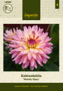 Kaktusowa dalia 'Melody Gipsy', Wysokie, mocne łodygi, doskonała do cięcia i świetna w dużej doniczce oraz na rabacie.