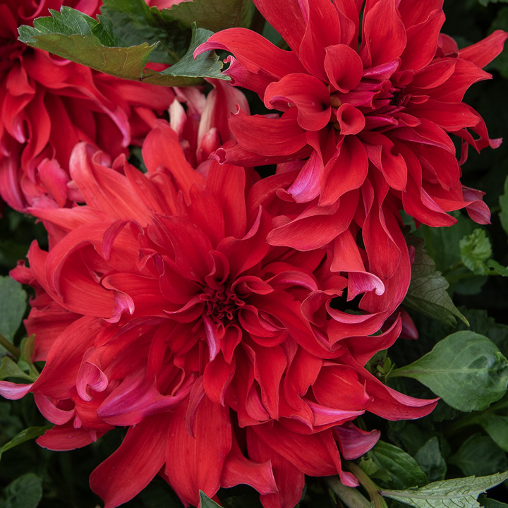 Dalia na talerzu 'Red Labyrinth', duże, pełne kwiaty w jaskrawoczerwonym kolorze z jasnoróżowym spodem, tworzącym piękny kontrast.