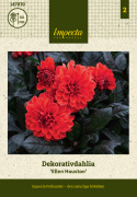 Dalia dekoracyjna 'Ellen Houston', efektowna dalia dekoracyjna z około 7-10 cm dużymi, podwójnymi, intensywnie szkarłatnoczerwonymi kwiatami.