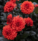 Dalia dekoracyjna 'Ellen Houston', efektowna dalia dekoracyjna z około 7-10 cm dużymi, podwójnymi, intensywnie szkarłatnoczerwonymi kwiatami.