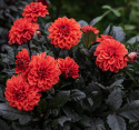 Dalia dekoracyjna 'Ellen Houston', efektowna dalia dekoracyjna z około 7-10 cm dużymi, podwójnymi, intensywnie szkarłatnoczerwonymi kwiatami.