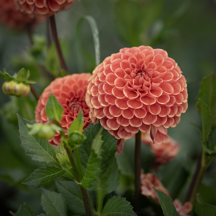Pompon dália 'Cornel Bronze', około 6-8 cm średnicy, gęste, idealnie kuliste kwiaty w ciemnym morelowym do pomarańczowego kolorze z brązowawym połyskiem.
