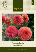 Pompon dália 'Cornel Bronze', około 6-8 cm średnicy, gęste, idealnie kuliste kwiaty w ciemnym morelowym do pomarańczowego kolorze z brązowawym połyskiem.
