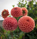 Pompon dália 'Cornel Bronze', około 6-8 cm średnicy, gęste, idealnie kuliste kwiaty w ciemnym morelowym do pomarańczowego kolorze z brązowawym połyskiem.