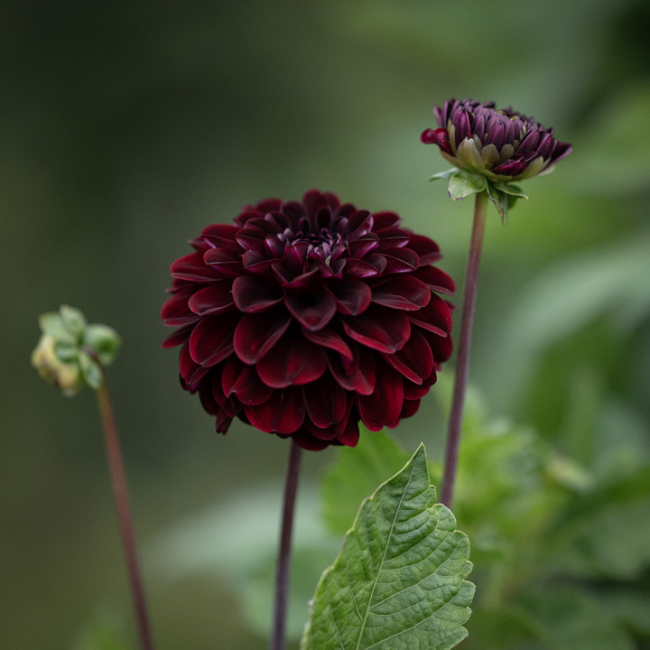 Pompondahlia 'Dark Spirit', około 6-8 cm średnicy, zwarte, ciemnoczerwone jak aksamit, niemal czarne, perfekcyjnie kuliste kwiaty.