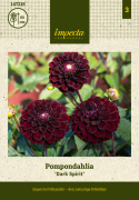 Pompondahlia 'Dark Spirit', około 6-8 cm średnicy, zwarte, ciemnoczerwone jak aksamit, niemal czarne, perfekcyjnie kuliste kwiaty.