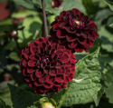 Pompondahlia 'Dark Spirit', około 6-8 cm średnicy, zwarte, ciemnoczerwone jak aksamit, niemal czarne, perfekcyjnie kuliste kwiaty.