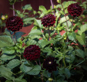 Pompondahlia 'Dark Spirit', około 6-8 cm średnicy, zwarte, ciemnoczerwone jak aksamit, niemal czarne, perfekcyjnie kuliste kwiaty.