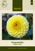 Pompondahlia 'Golden Torch', pompondahlia z około 8-10 cm dużymi, gęstymi, jasno cytrynowo żółtymi, idealnie kulistymi kwiatami.