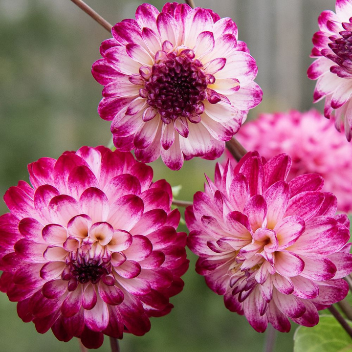 Pompondalia ''''Little Robert'''' 1 szt.