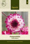 Pompondalia ''''Little Robert'''' 1 szt.