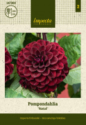 Pompon dalia ''''Natal'''' 1 szt.