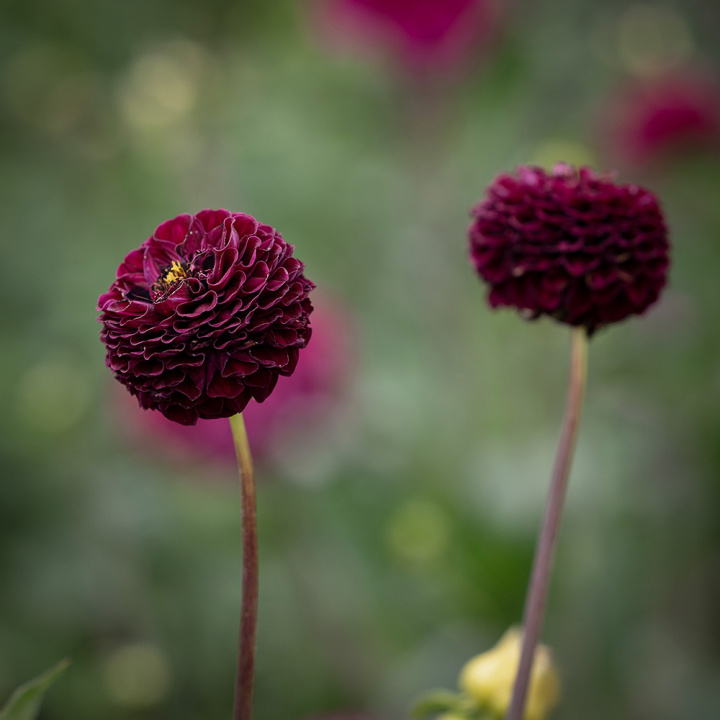 Pompon dalia 'Rocco', około 6-8 cm duże, gęste, perfekcyjnie kuliste kwiaty w kolorze śliwkowo-fioletowym do ciemnego purpurowego.