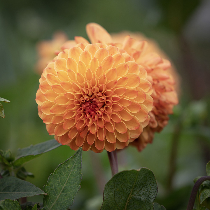 Pomponowa dalia ''''Souvenir d''''Ete'''' 1 szt.