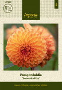 Pomponowa dalia ''''Souvenir d''''Ete'''' 1 szt.
