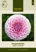 Pomponowa dalia ''''Stolze von Berlin'''' 1 szt.