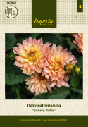 Dekoracyjna dalia 'Gallery Pablo', obficie kwitnąca o zwartym i krzaczastym pokroju, doskonała do donic oraz rabat.