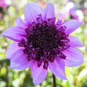 Anemondahlia „Blue Bayou” 1 szt.