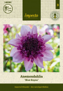 Anemondahlia „Blue Bayou” 1 szt.