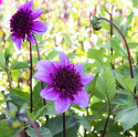 Anemondahlia „Blue Bayou” 1 szt.