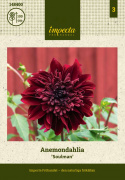 Anemondahlia ''Soulman'' 1 szt.