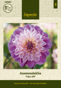 Anemondahlia ''Take Off'' 1 szt