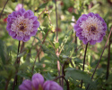 Anemondahlia ''Take Off'' 1 szt