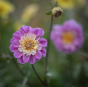 Anemondahlia ''Take Off'' 1 szt